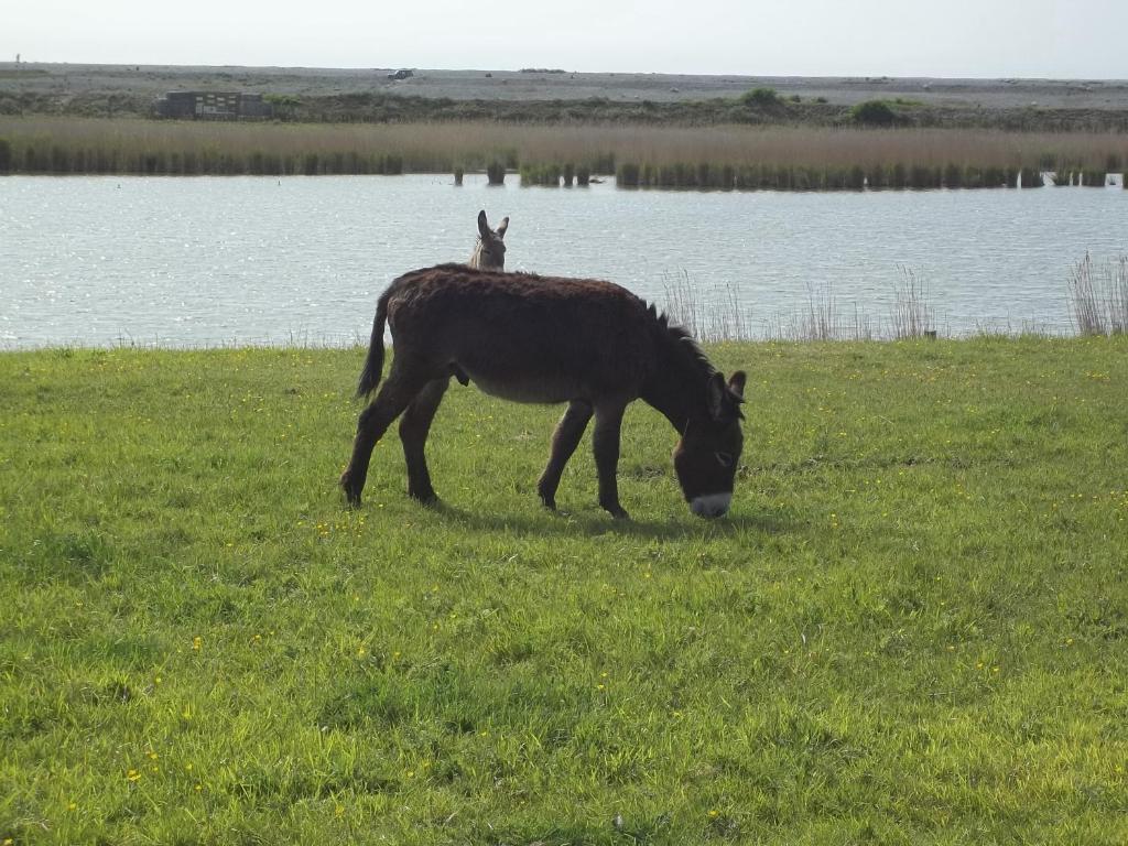 Camping Paradis Les Galets De La Molliere Cayeux-sur-Mer Eksteriør bilde